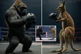 What to do if you're attacked by psycho kangaroo and how many could flatten a gorilla