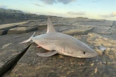 Walker's horror after finding fearsome cousin of great white shark washed up on shore