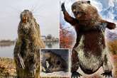 Giant beavers are coming back to Britain as boffins want to 'resurrect' beasts