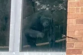 'World's loneliest' gorillas discovered in enclosure years after zoo shut