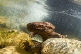 Prehistoric giant monster salamander uncovered by scientists after 30-year mystery