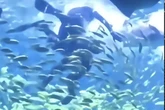 Horror moment 10 foot shark tries to eat tourist's head during 'underwater aquarium experience'
