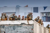 Tragedy as two-month-old baby 'snatched from bed and drowned by monkeys'