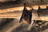 Family infected with deadly disease after caving expedition in search of bats