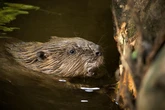 'It's too hard to get a beaver licence' says nature experts as government slammed