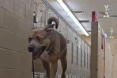 Imprisoned 'Houdini hound' pulls off incredible stunt as other pooches in awe