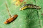 Marauding moths from Macedonia wreaking havoc across British conker trees