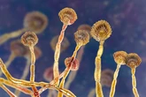 Killer fungus that's infected millions in Asia and Africa is on its way to Europe, boffins warn