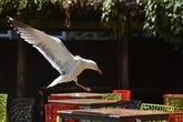 No refunds for Wetherspoons customers as ravenous seagulls swipe pub grub