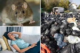 Experts fear cannibal rats 'the size of cats' could cause disease outbreak in UK city