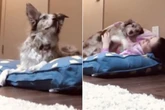 Dog's adorable reaction to owner laying on her bed melts everyone's hearts