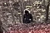 Spine-chilling photo of 'werewolf' spotted in UK woods as experts issue ominous warning