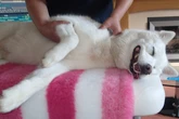 Dog owners urged to treat stressed-out pups to a massage to ‘get rid of muscle knots’