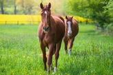 Boffins finally work out how to speak 'horse' and now have an idea how they're feeling