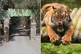 Young woman dies 'instantly' as tiger attacks and mauls her neck at safari park