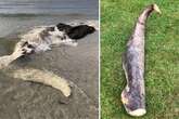 Beach cleaners thought they found snake fossil only to learn it was a whale penis