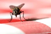 Boffins buzzing over plans to blast flies into space turning pests into heroes