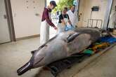 Scientists cut open world's rarest whale never seen alive and make shock discovery