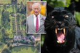 King Charles' and Queen Camilla's country pile stalked by terrifying panther