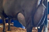 Cow with fattest udders you've ever seen produces 343,563 litres of milk in huge record