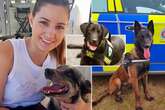 Nonce-sniffer to nutcracker: Most iconic police dogs as animal activists want them banned