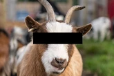 Asylum seeker, 19, who 'raped five goats and a lamb' tells court 'I'm a normal person'