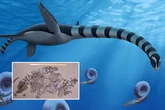 Mystery of 'sea monster' bones that baffled scientists for years finally proved to form brand new sea monster