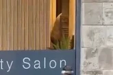 Couple caught having sex in hair salon as Wetherspoons punters scream 'he's going for it'