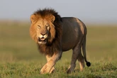 Deadliest animal attacks of all time including tiger which killed 436 humans