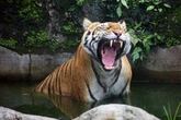 Police search for man's head after decapitated corpse found in tiger mauling