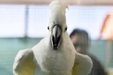 Dancing cockatoos are 'John Travoltas of the bird world', scientists discover