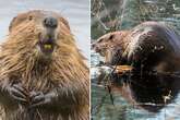 Beavers save government £1million finishing seven-year dam build in just 48 hours