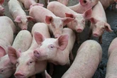 Man, 67, has pig kidney removed from his body after 271 days and is back on dialysis