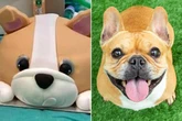 Tesco's new Frankie the Frenchie cake slammed by vets worried about pug health