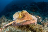 Octopus explosion in British waters is earning our fishermen £150K-a-haul