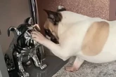 French Bulldog makes feelings very clear when he sees statue doppelganger