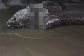 Massive shark with bite marks washes up on beach sparking fears of 'even bigger predator'