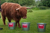 Highland cow dubbed Nostrada-moo predicts Scotland to make deep run in World Cup