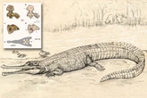 Newly discovered seven-metre prehistoric crocodile nicknamed the 'River Boss'