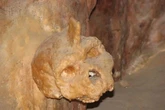 'Unicorn human' lived alongside Neanderthals after ground-breaking discovery