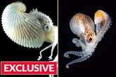 'World's weirdest' octopus detaches 'penis arm' for sex –and it grows to twice its size