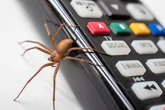 Jingle hell as giant horny spiders set to invade homes over Christmas
