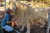 Woman who lost arm in lion attack at zoo had known beast for 'over 20 years'