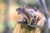 Feral squirrels have sent two people to hospital with a warning issued