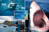 Brit beachgoers warned 'watch out for sharks' as temperatures soar off our coast