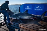 Huge 12ft great white shark spotted lurking off coast of holiday hotspot