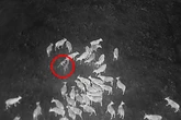 Drones blasting AC/DC used to stop wolves killing cattle but screaming also works