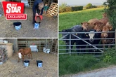 Mystic Moo and Psychic Soo unanimously predict FA Cup final winner as Palace take on City