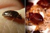 Super bed bugs are on the rampage after scientists find they're now immune to pesticides