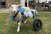 Couple who fell in love at animal sanctuary get married with disabled sheep as ring bearer